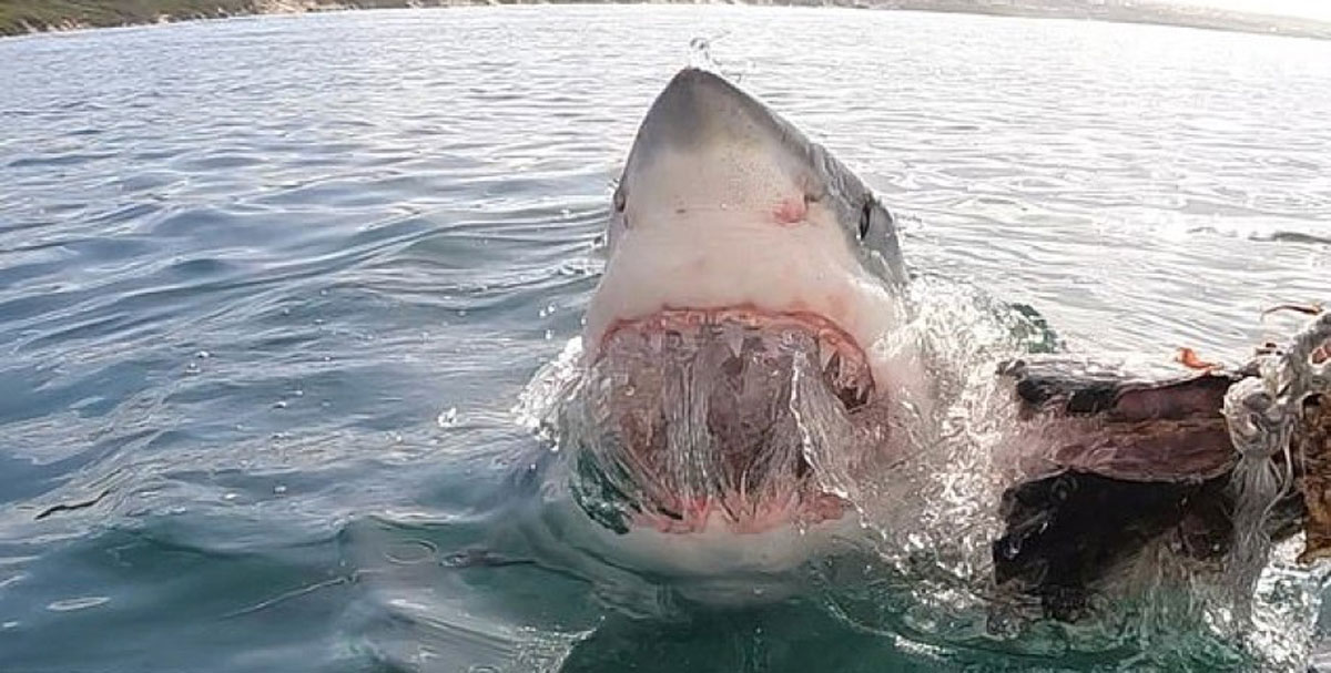 У Єгипті закрили пляжі через акулу
