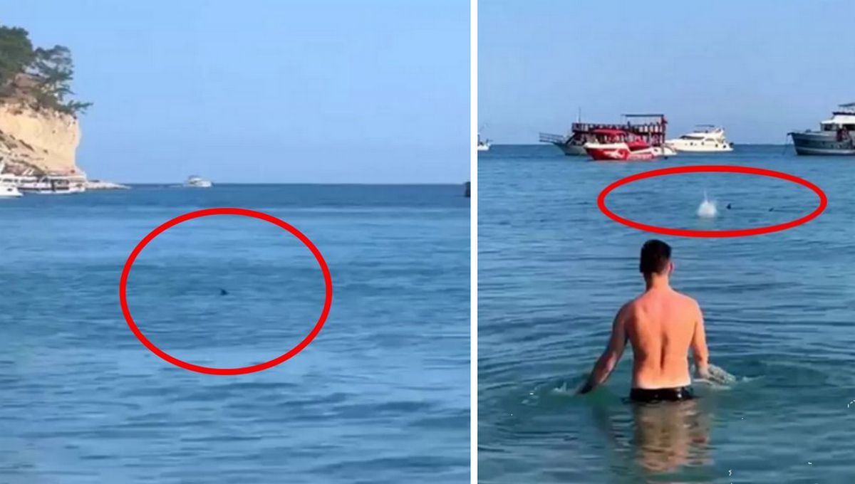 Знову акула: на знаменитому курорті на туриста напав хижак прямо на мілководді біля пляжу