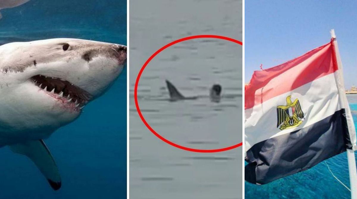 Знову акула: у Єгипті терміново закрили пляжі популярного курорту, туристи налякані