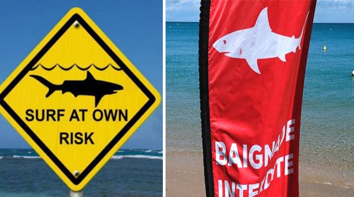 Акули стали агресивнішими на популярних у туристів курортах: океанологи повідомили лякаючу причину