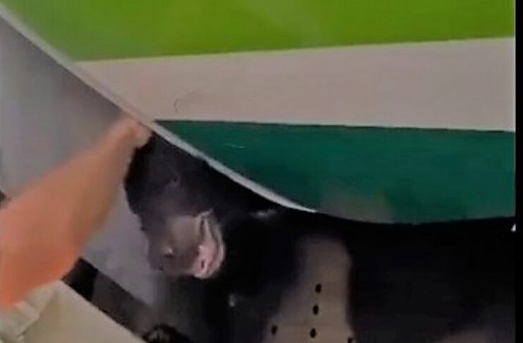 В ОАЕ ведмідь втік з багажного відсіку, викликав затримку рейсу і невдоволення пасажирів літака