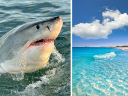 На пляжі Іспанії акула напала на туриста