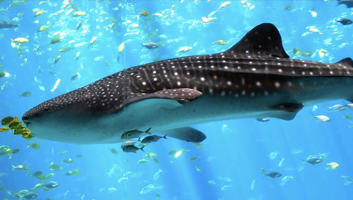 Біля узбережжя Єгипту помітили найбільшу у світі акулу