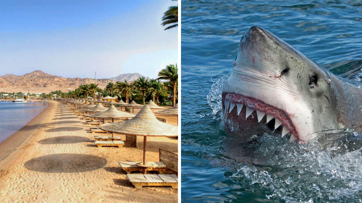 Охорона готелю в Єгипті не повірила попередженню про появу небезпечної акули біля берега