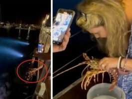 В Італії туристка замовила у ресторані лобстера за 200 євро та відпустила його