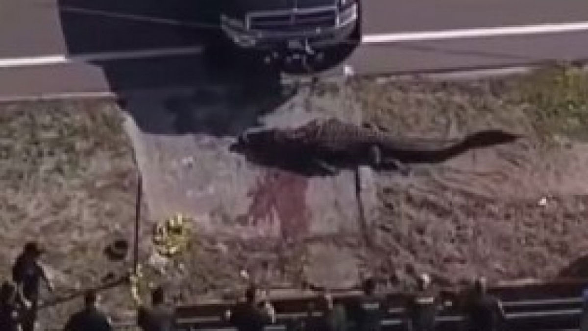 Чотирьохметрового алігатора з тілом чоловіка у пащі помітили у Флориді