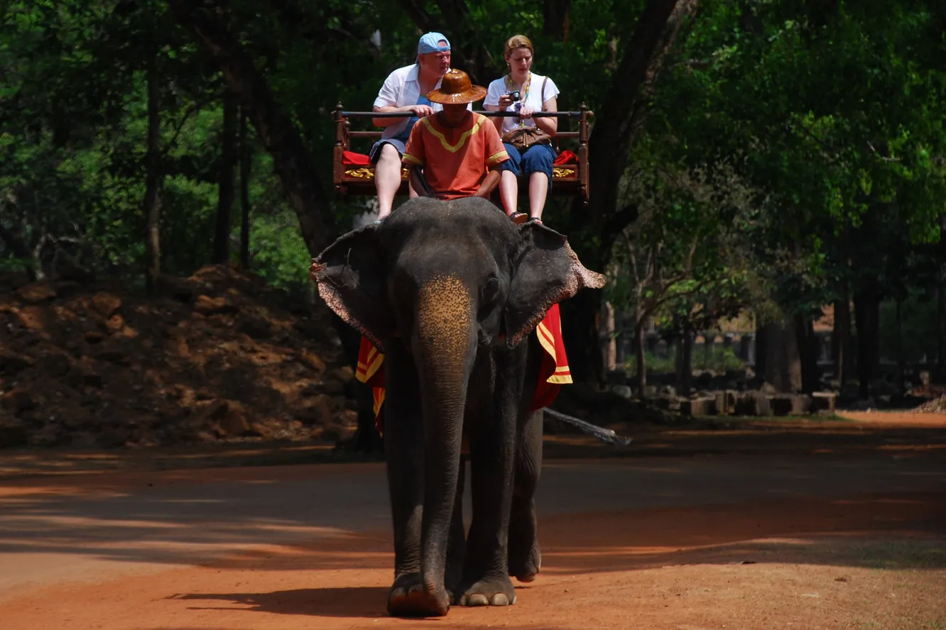 На Шрі-Ланці заборонили керувати слонами у нетверезому вигляді