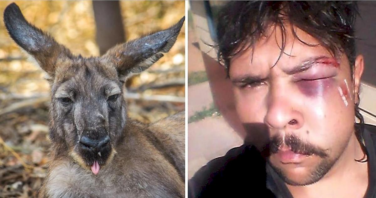 У Австралії чоловік побився з кенгуру, який взяв у заручники його собаку: відео