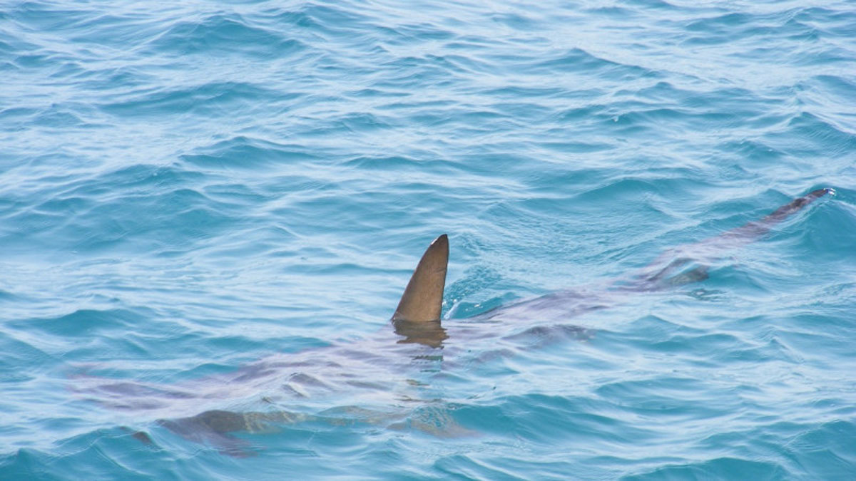 Знову акула: В Австралії на туристку напала величезна акула