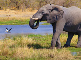 Слон затоптав туристку з Іспанії під час сафарі у Кенії