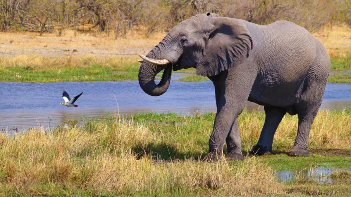 Слон затоптав туристку з Іспанії під час сафарі у Кенії