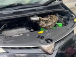 Величезний пітон пробрався під капот автомобіля у Сінгапурі.