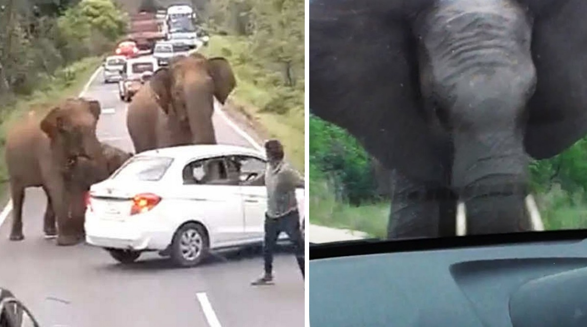 В Індії дикий слон напав прямо на шосе на таксі з туристами