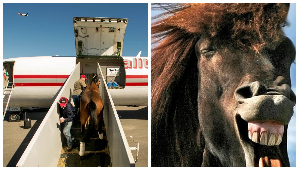 У США літак повернувся до аеропорту через коня на борту