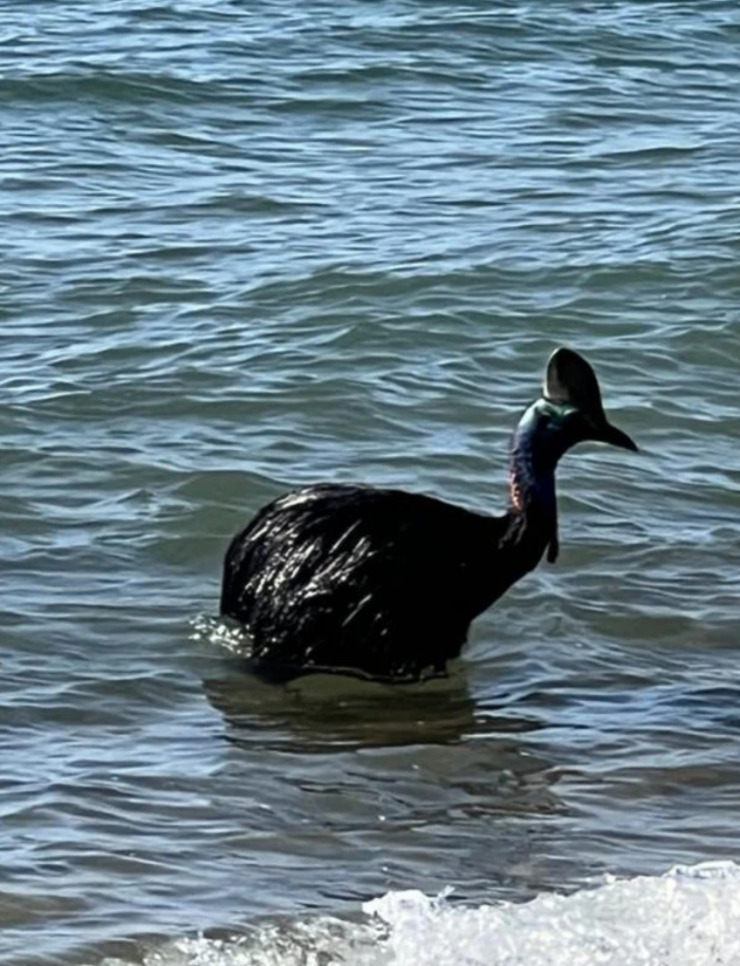 The most dangerous bird in the world came out to people from the ocean