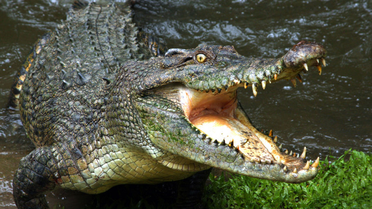 Фермер з Австралії відбив напад крокодила, вкусивши його у відповідь