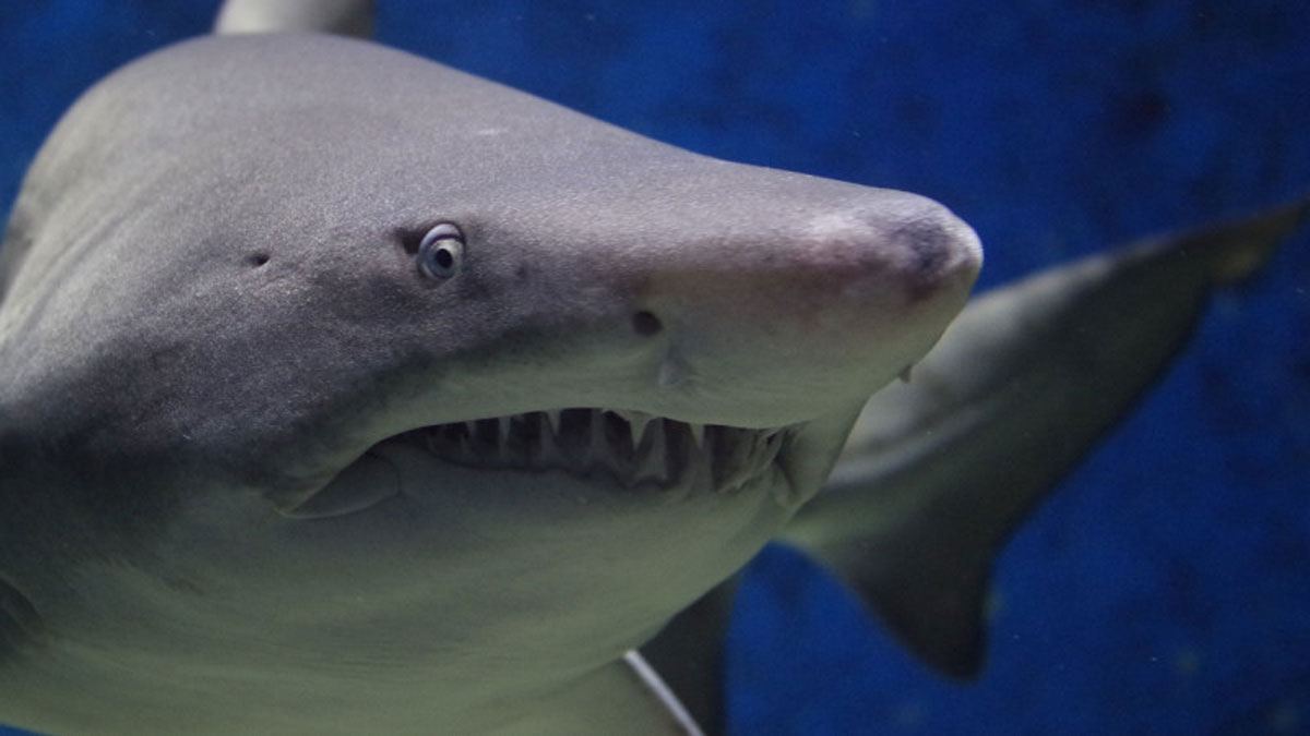 Туристка отримала серйозні травми внаслідок нападу акули в Австралії