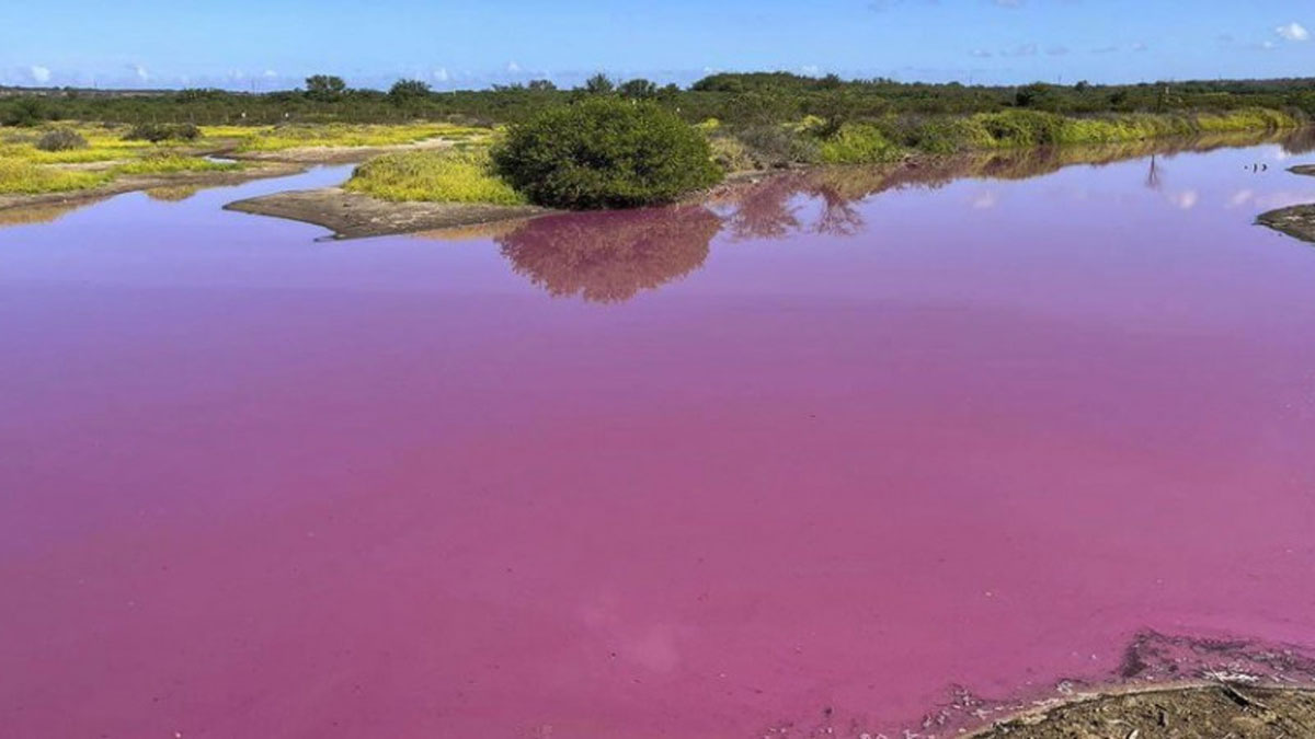Озеро забарвилося у яскраво-рожевий колір на Гаваях