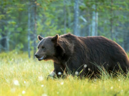 У Карпатських горах ведмідь напав на німецького еко-активіста