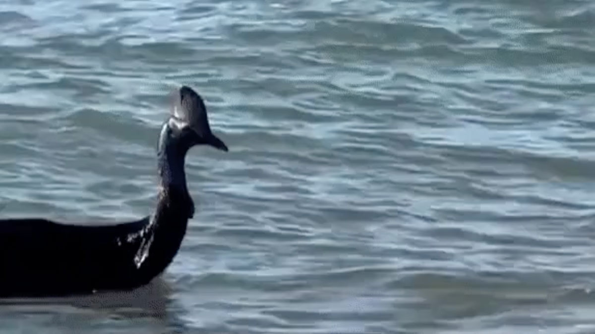 В Австралії найнебезпечніший у світі птах поплавав в океані і вийшов до людей