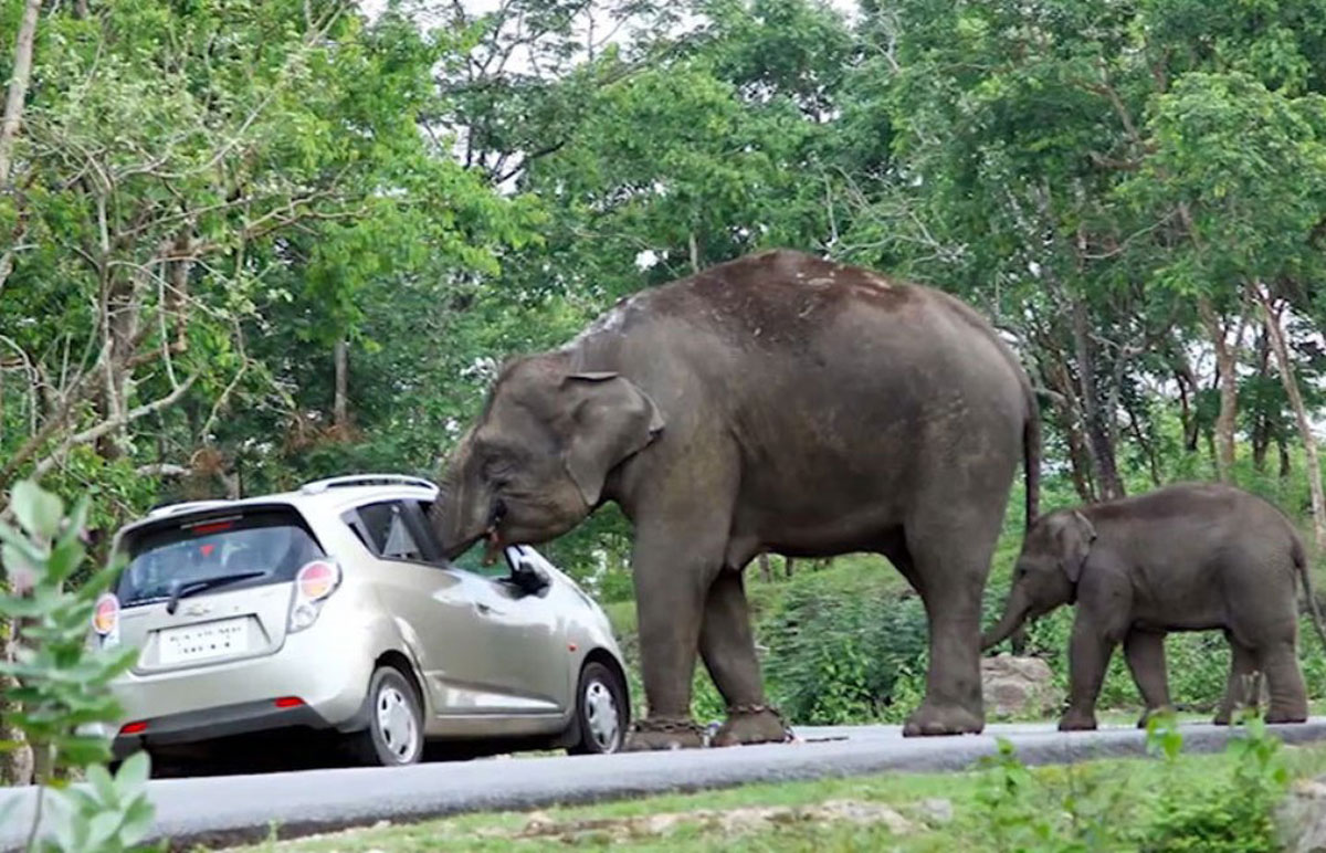 На Шрі-Ланці слон напав на авто з туристами