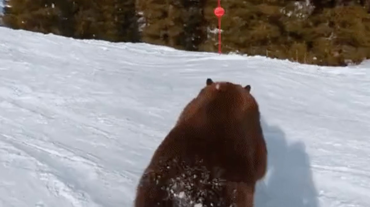 Віч-на-віч: ведмідь налякав туристів на курорті в Каліфорнії