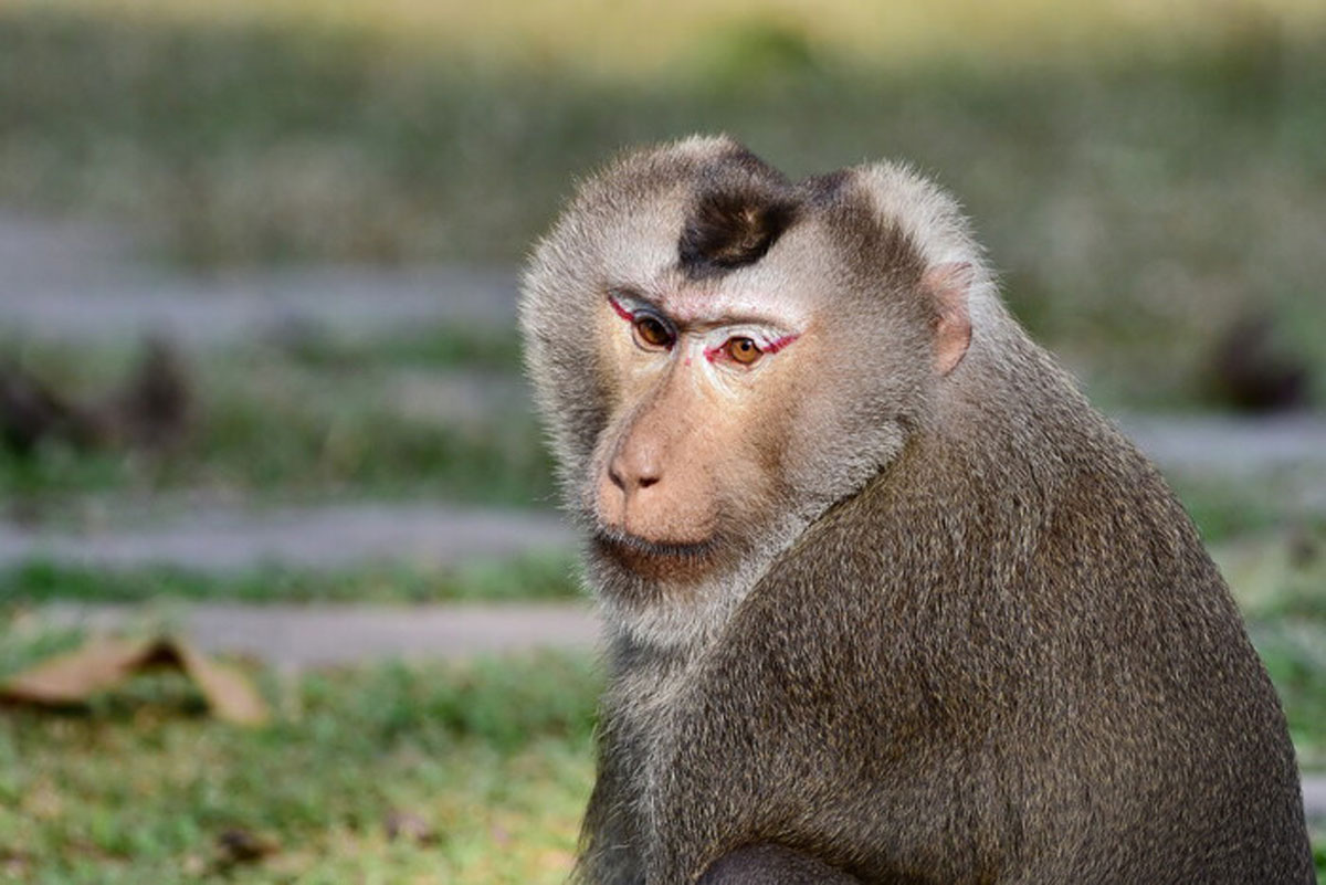 У Таїланді мавпи напали на туристів