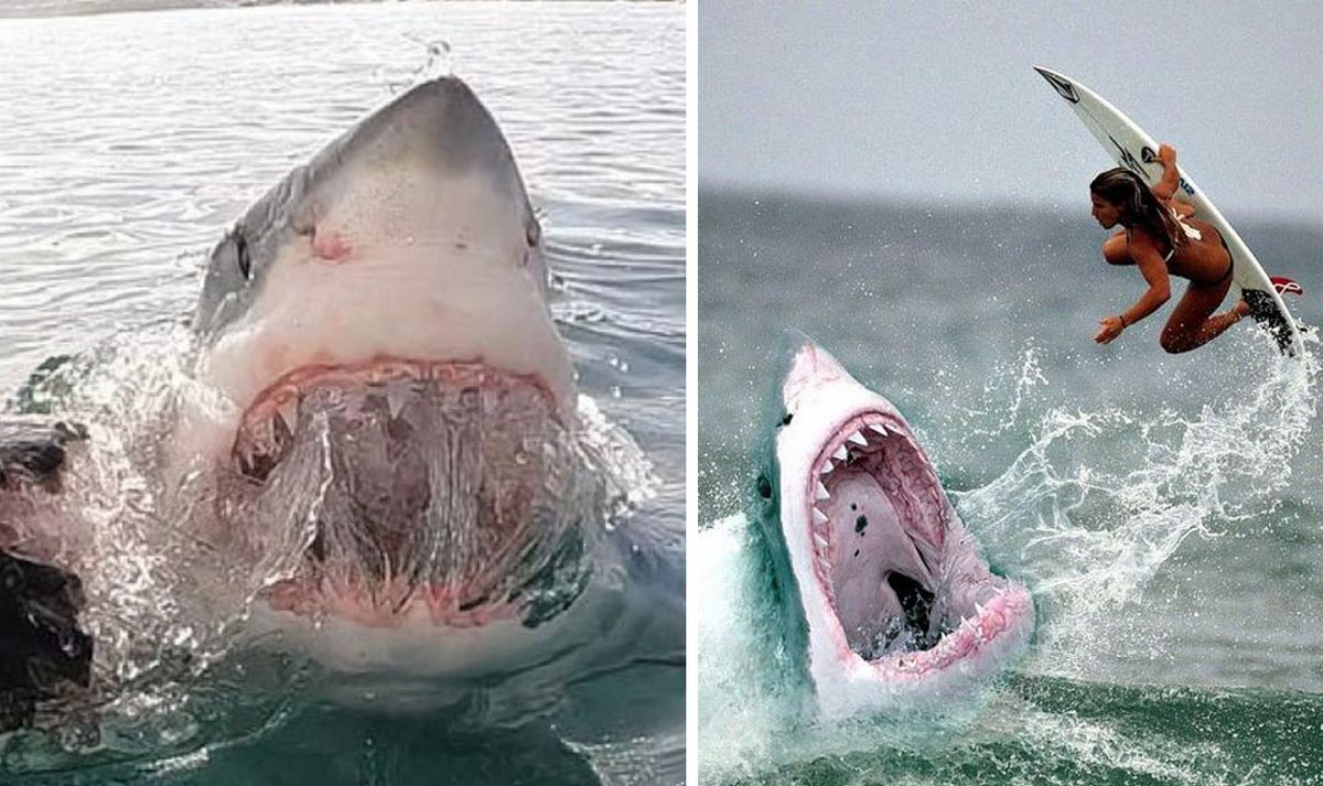 У США загинув турист унаслідок нападу акули під час святкування Нового року