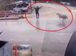 В Анталії барани почали нападати на людей просто на вулицях