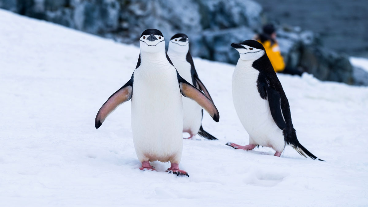 У Новій Зеландії виліт літака затримав пінгвін