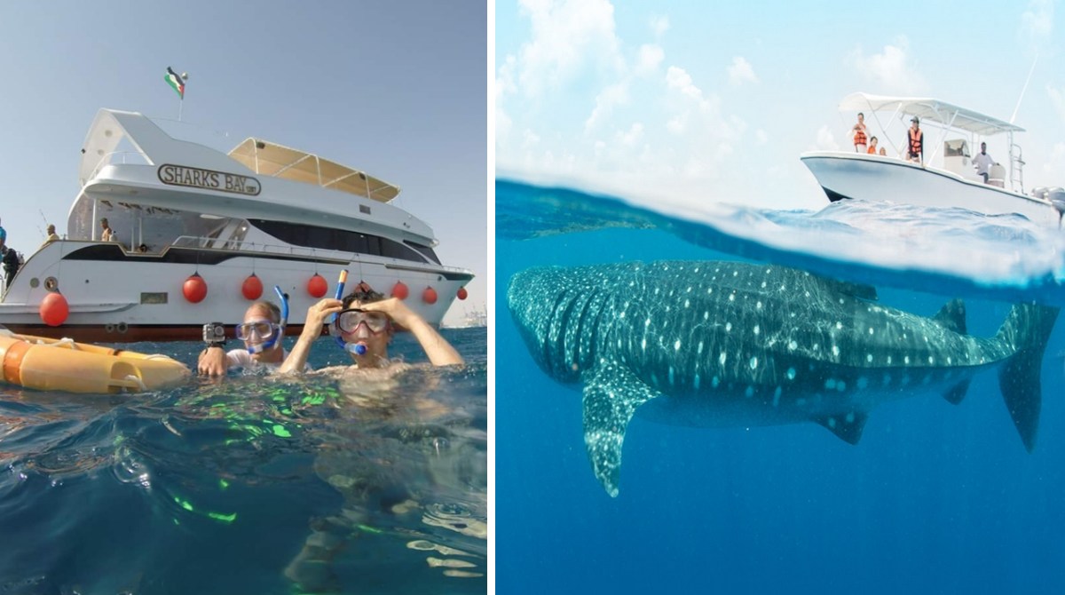 На пляжі Єгипетського курорта повернулася гігантська акула: туристи роблять фото