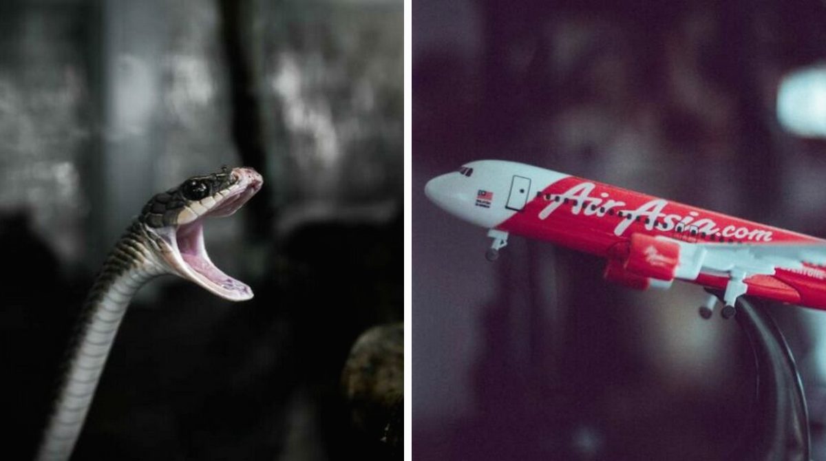 У Таїланді під час польоту в літаку виповзла змія, викликавши паніку у пасажирів (відео)