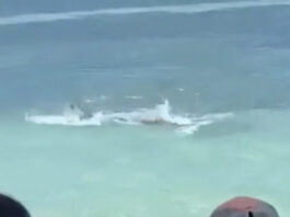 Акула-молот налякала туристів на переповненому пляжі Колумбії