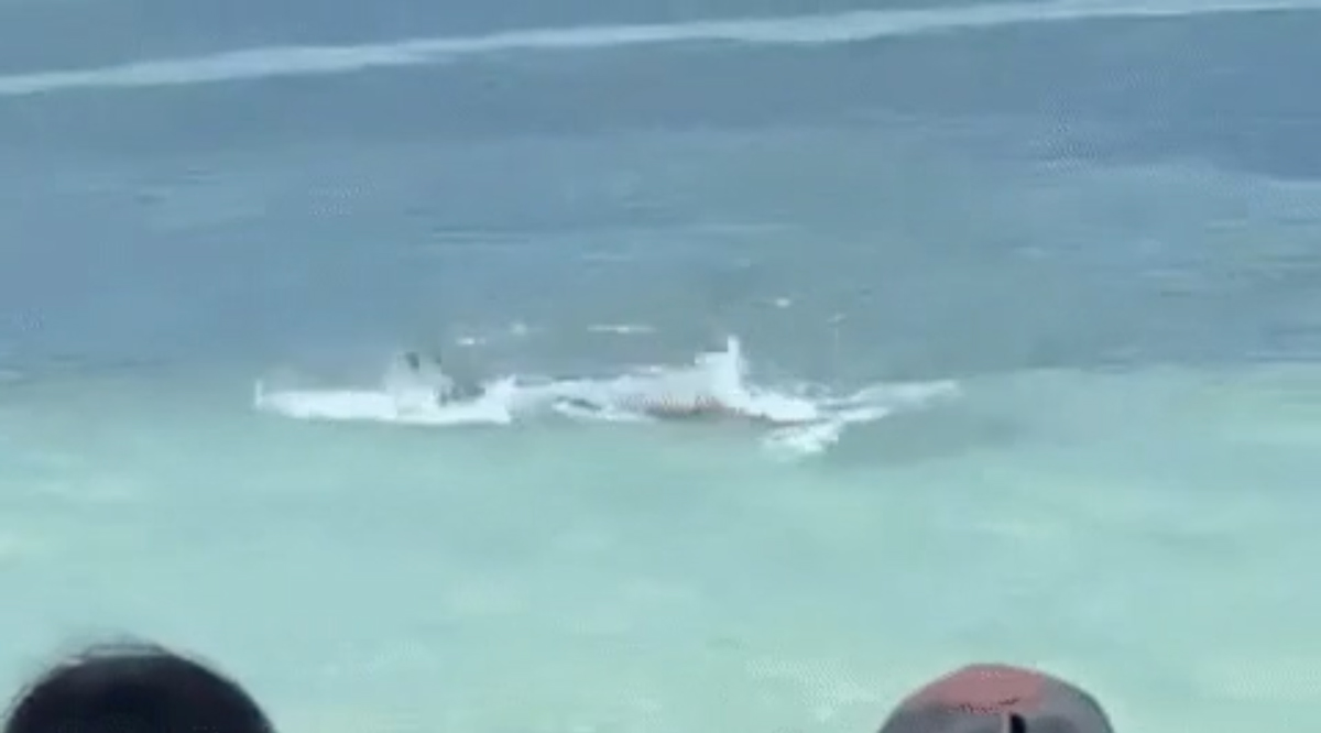 Акула-молот налякала туристів на переповненому пляжі Колумбії