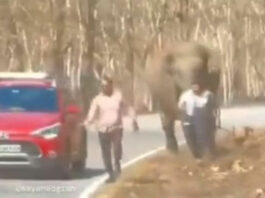 Напад розлюченого слона на туристів потрапив на відео