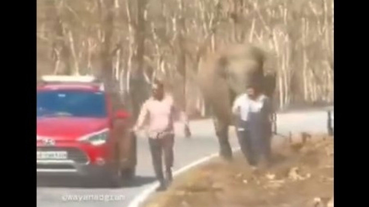 Напад розлюченого слона на туристів потрапив на відео