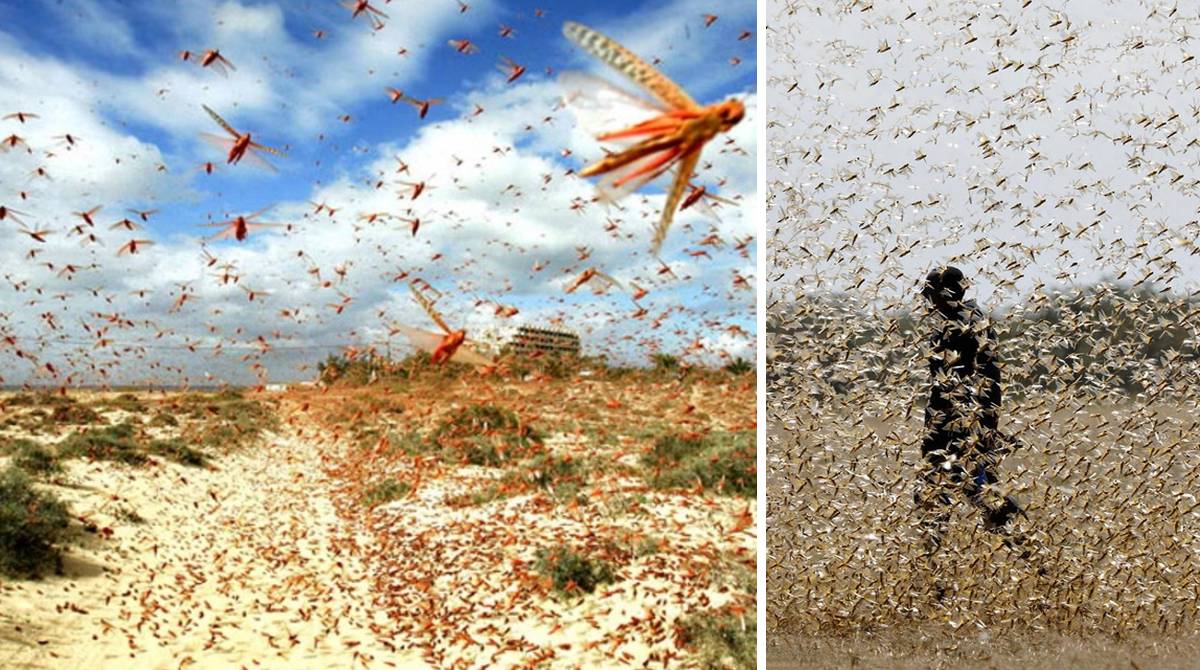 У Хургаді чекають навала сарани: в Єгипті кинуто всі сили на боротьбу з цією комахою