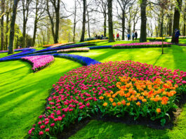 7 мільйонів тюльпанів: у Нідерландах відкрився легендарний сад