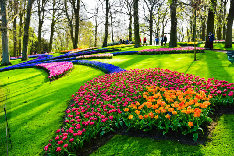 7 мільйонів тюльпанів: у Нідерландах відкрився легендарний сад