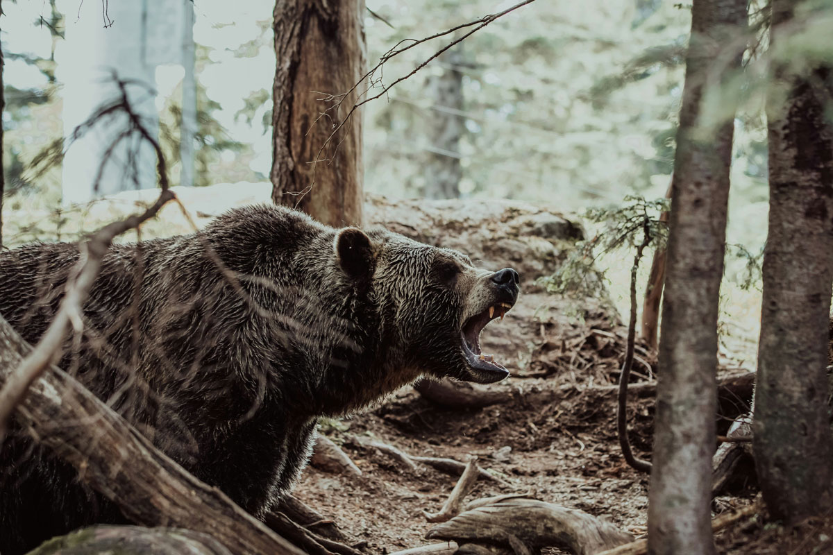 Туристка з Білорусі загинула у горах Словаччини після зустрічі з ведмедем