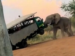 Підняв на бивні: розлючений слон напав на автобус із туристами до ПАР (Відео)