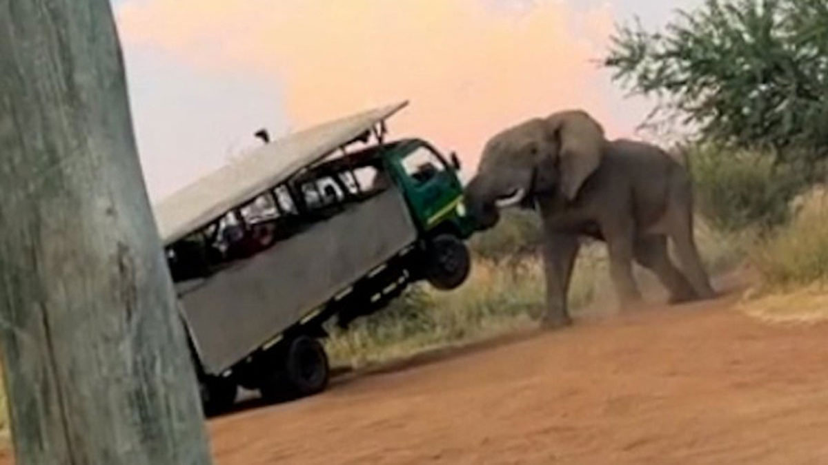 Підняв на бивні: розлючений слон напав на автобус із туристами до ПАР (Відео)