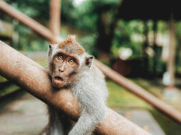 Турист опинився в реанімації з набряком мозку після зустрічі з мавпою у Гонконзі