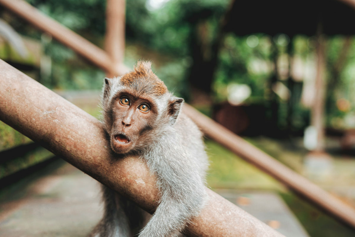 Турист опинився в реанімації з набряком мозку після зустрічі з мавпою у Гонконзі