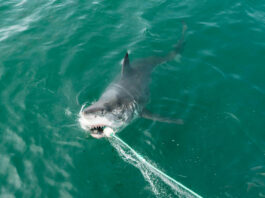 У Австралії хлопчика вкусила Велика біла акула після того, як він упіймав її під час риболовлі