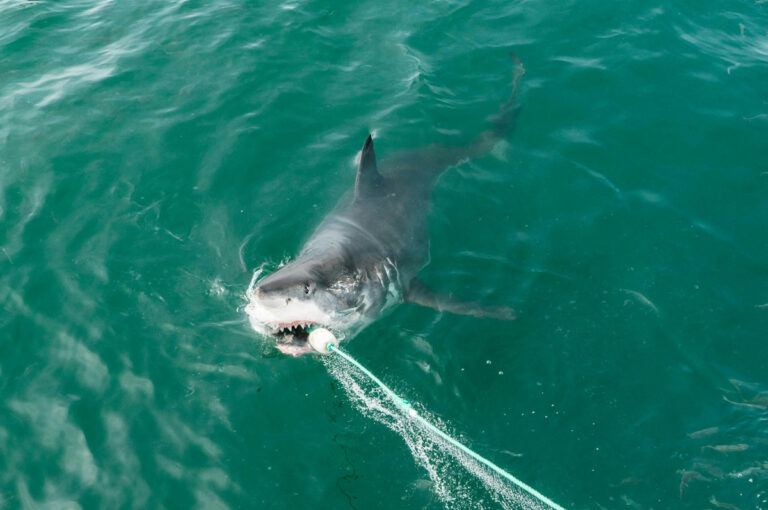 У Австралії хлопчика вкусила Велика біла акула після того, як він упіймав її під час риболовлі
