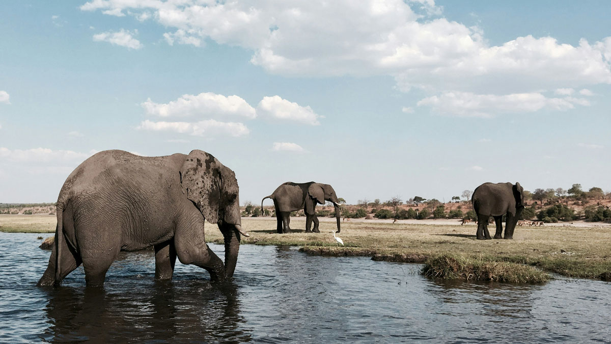 Президент Ботсвани пообіцяв відправити до Німеччини 20 тисяч слонів