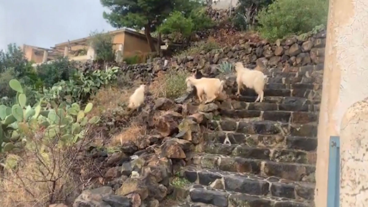 Острів у Сицилії захопили кози. Влада придумала незвичайну акцію, щоб їх позбутися