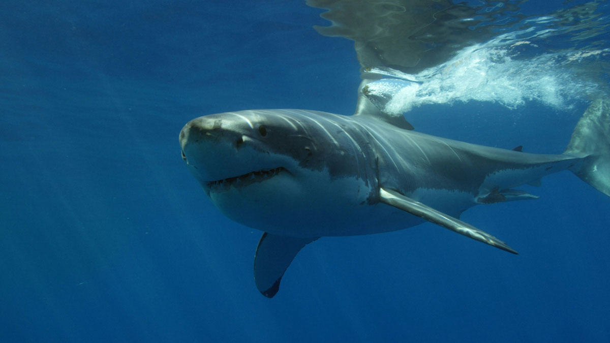 На Карибах акула напала на туриста із Великобританії