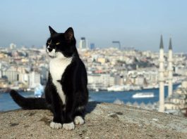 Коти повертаються до палацу Топкапи в Стамбулі